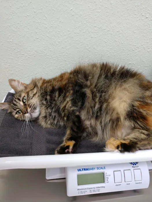 Lombard Animal Hospital 12