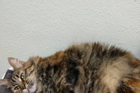 Lombard Animal Hospital