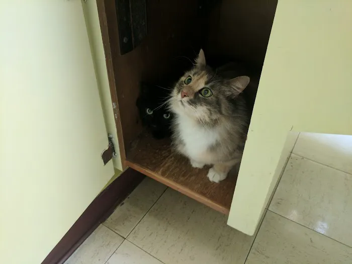 Lombard Animal Hospital 12
