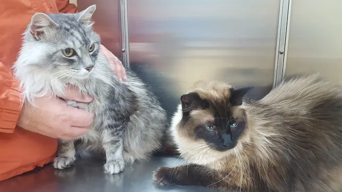 VCA North Portland Veterinary Hospital 12