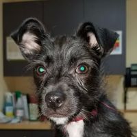 VCA North Portland Veterinary Hospital ico
