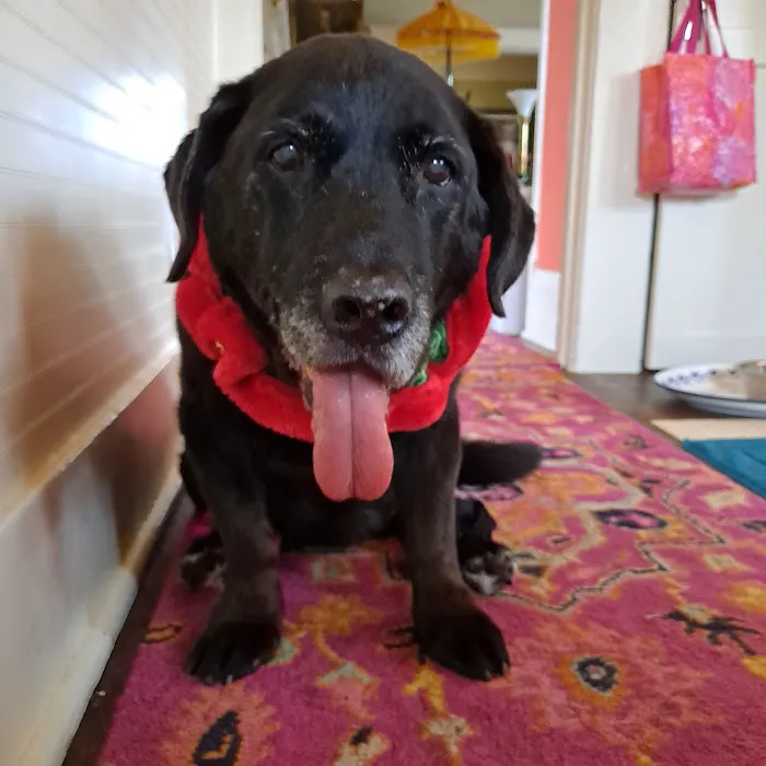 VCA North Portland Veterinary Hospital 12