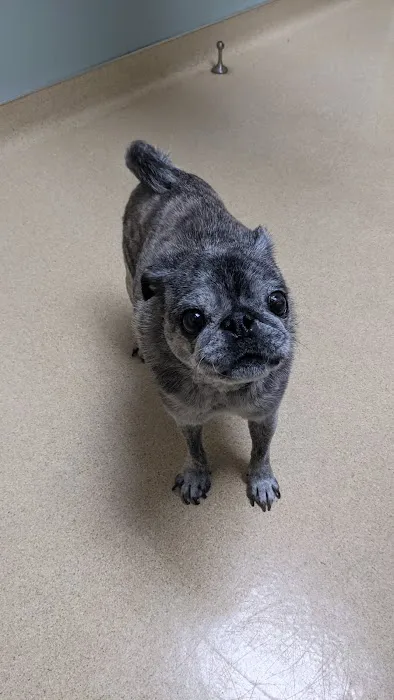 VCA North Portland Veterinary Hospital 12