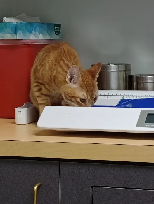 North Portland Veterinary Hospital: Fletcher Chris DVM 4