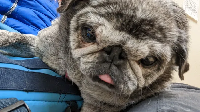 North Portland Veterinary Hospital: Fletcher Chris DVM 3