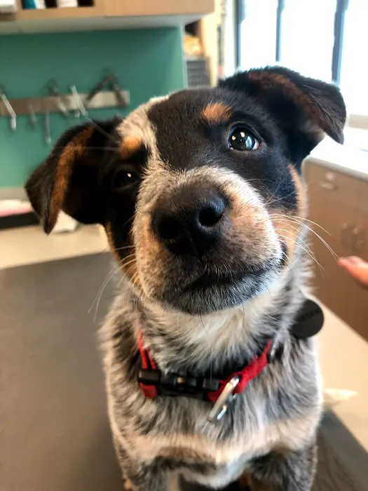 Kenton Animal Hospital 5