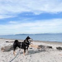 Animal Behavior Clinic ico