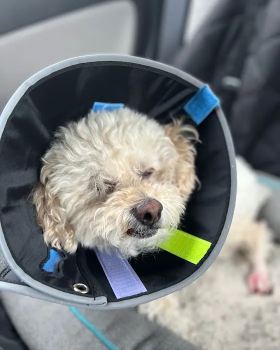 Heart and Soul Animal Urgent Care 4