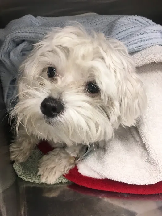Heart and Soul Animal Urgent Care 5