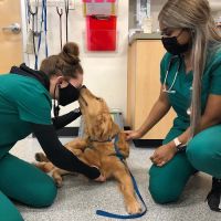 Heart and Soul Animal Urgent Care ico