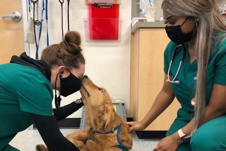 Heart and Soul Animal Urgent Care