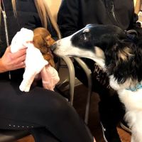 Salmon Creek Veterinary Clinic ico