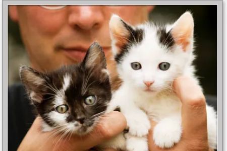 Good Neighbor Vet