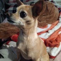 Banfield Pet Hospital ico