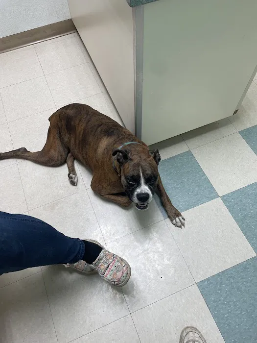 Three Creeks Urgent Care Clinic, A Thrive Pet Healthcare Partner 7
