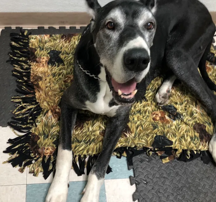 Three Creeks Urgent Care Clinic, A Thrive Pet Healthcare Partner 8