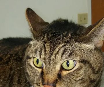 Three Creeks Urgent Care Clinic, A Thrive Pet Healthcare Partner
