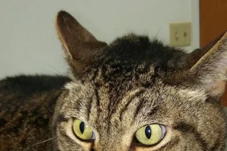 Three Creeks Urgent Care Clinic, A Thrive Pet Healthcare Partner