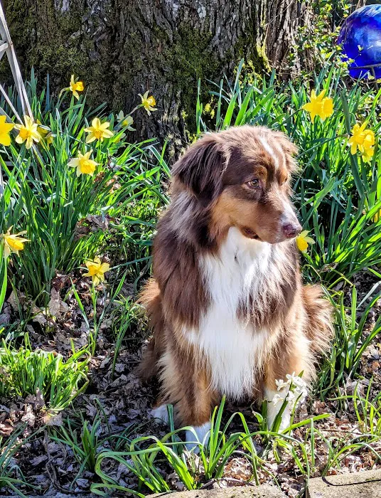 Mountain View Veterinary Hospital 7