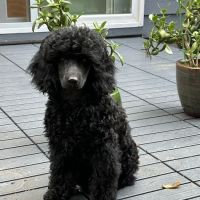 Mountain View Veterinary Hospital ico