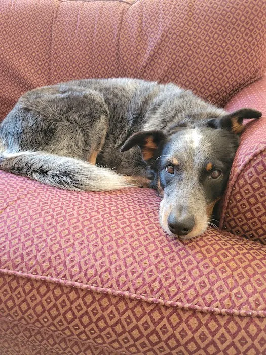 Mountain View Veterinary Hospital 3