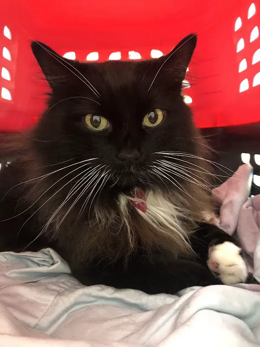 Neighborhood Pet Clinic 12