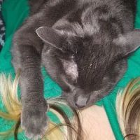 Neighborhood Pet Clinic ico