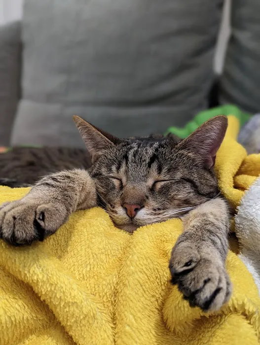 Feline Medical Clinic 12