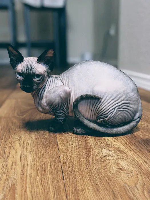 Feline Medical Clinic 12