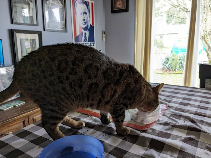 Feline Medical Clinic 12