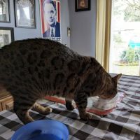 Feline Medical Clinic ico