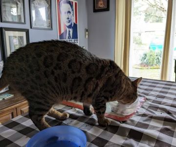 Feline Medical Clinic
