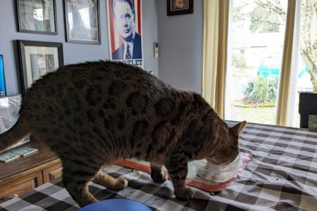 Feline Medical Clinic