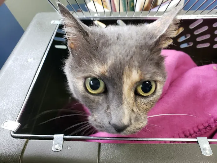 Feline Medical Clinic 12