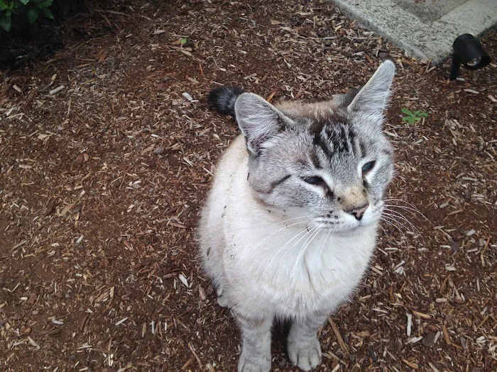 Feline Medical Clinic 12