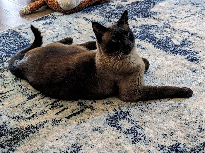 Feline Medical Clinic 12