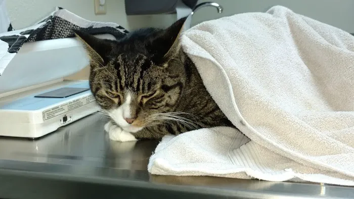 VCA East Mill Plain Animal Hospital 12
