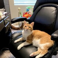 Banfield Pet Hospital ico