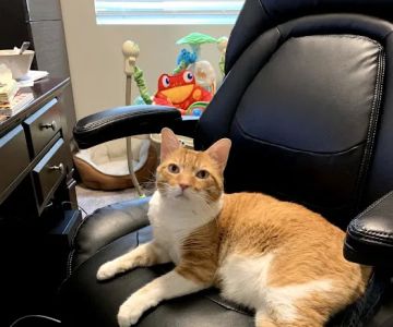 Banfield Pet Hospital