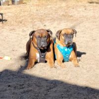 Crestwood Court Veterinary Clinic ico