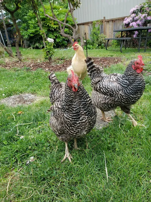 Orchards Veterinary Clinic 8