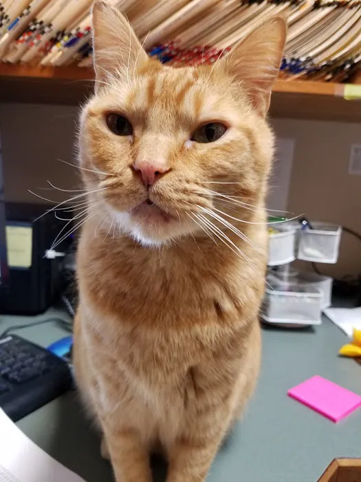 Orchards Veterinary Clinic 1