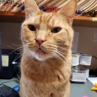 Orchards Veterinary Clinic ico