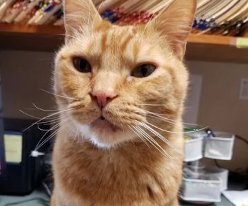 Orchards Veterinary Clinic