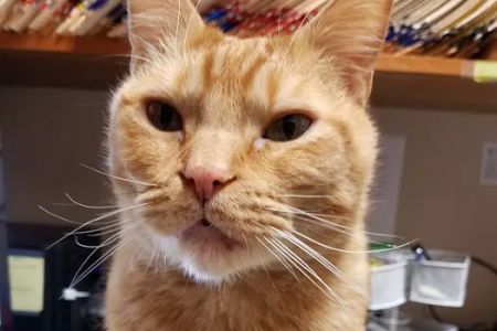 Orchards Veterinary Clinic