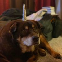 Orchards Veterinary Clinic: Braun Ryan DVM ico