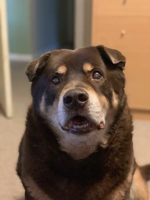 Orchards Veterinary Clinic: Braun Ryan DVM 12