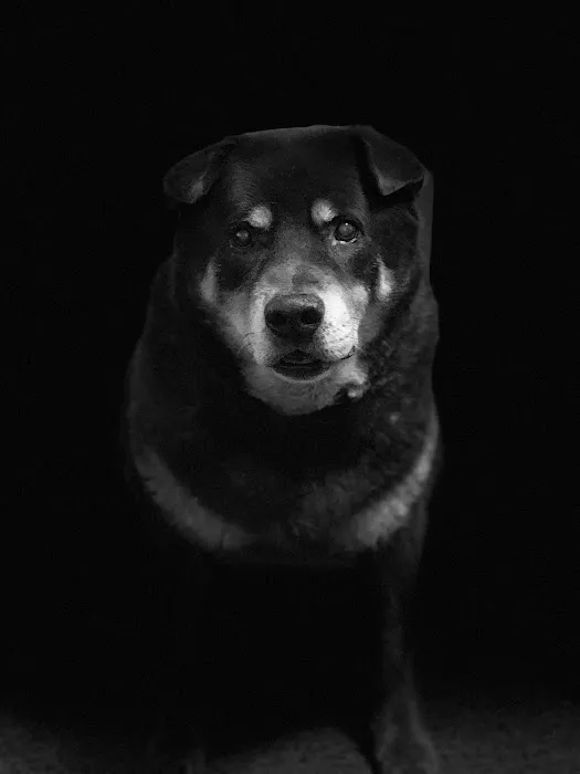 Orchards Veterinary Clinic: Braun Ryan DVM 12