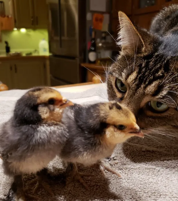 St. Francis Animal Hospital 6