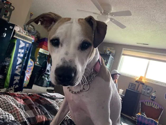 St. Francis Animal Hospital 4